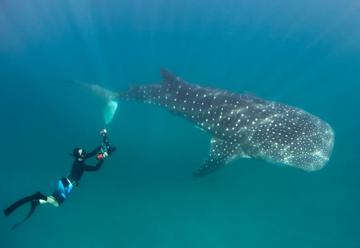 shark tour by dmxplorations
