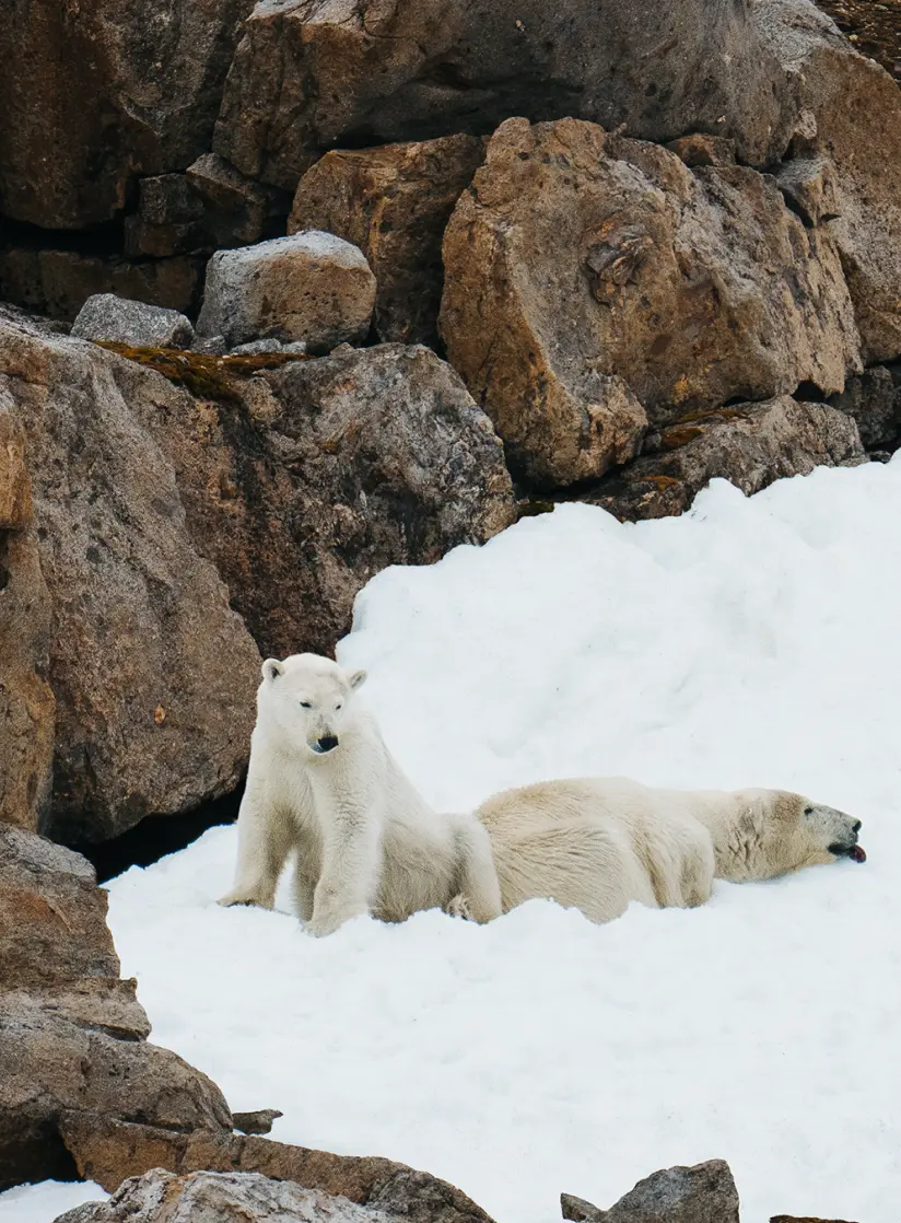 polar bears on antarctic tour by dmxplorations